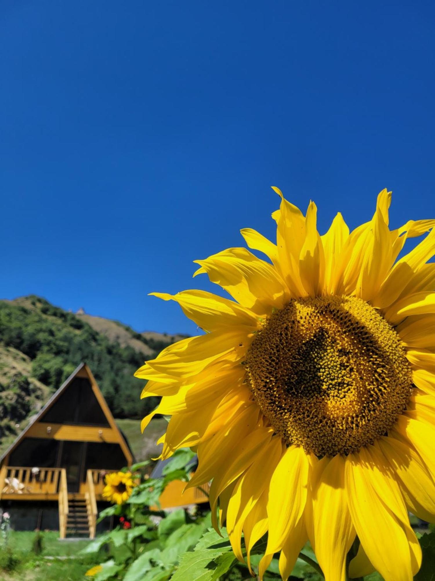 Pine Chalet Kazbegi Экстерьер фото